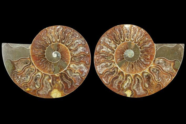 Sliced Ammonite Fossil - Agatized #125029